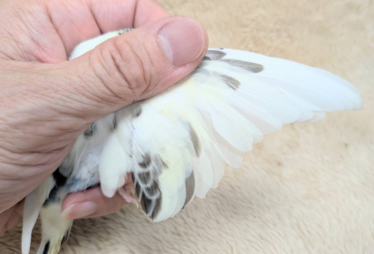 【最新画像】好奇心いっぱいのキラキラおめめ🐣💫セキセイインコ(クリームハルクイン) ヒナ セキセイインコ