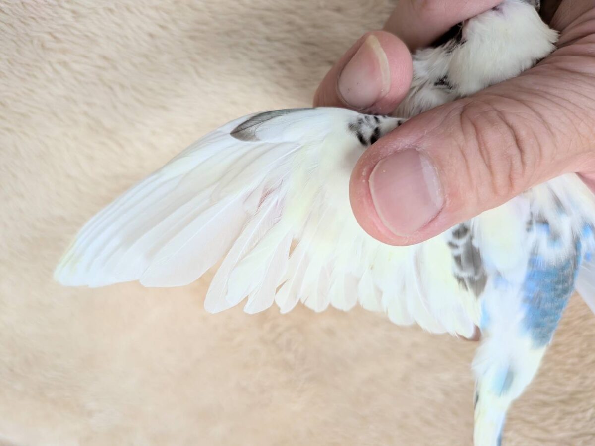 【最新画像】好奇心いっぱいのキラキラおめめ🐣💫セキセイインコ(クリームハルクイン) ヒナ セキセイインコ