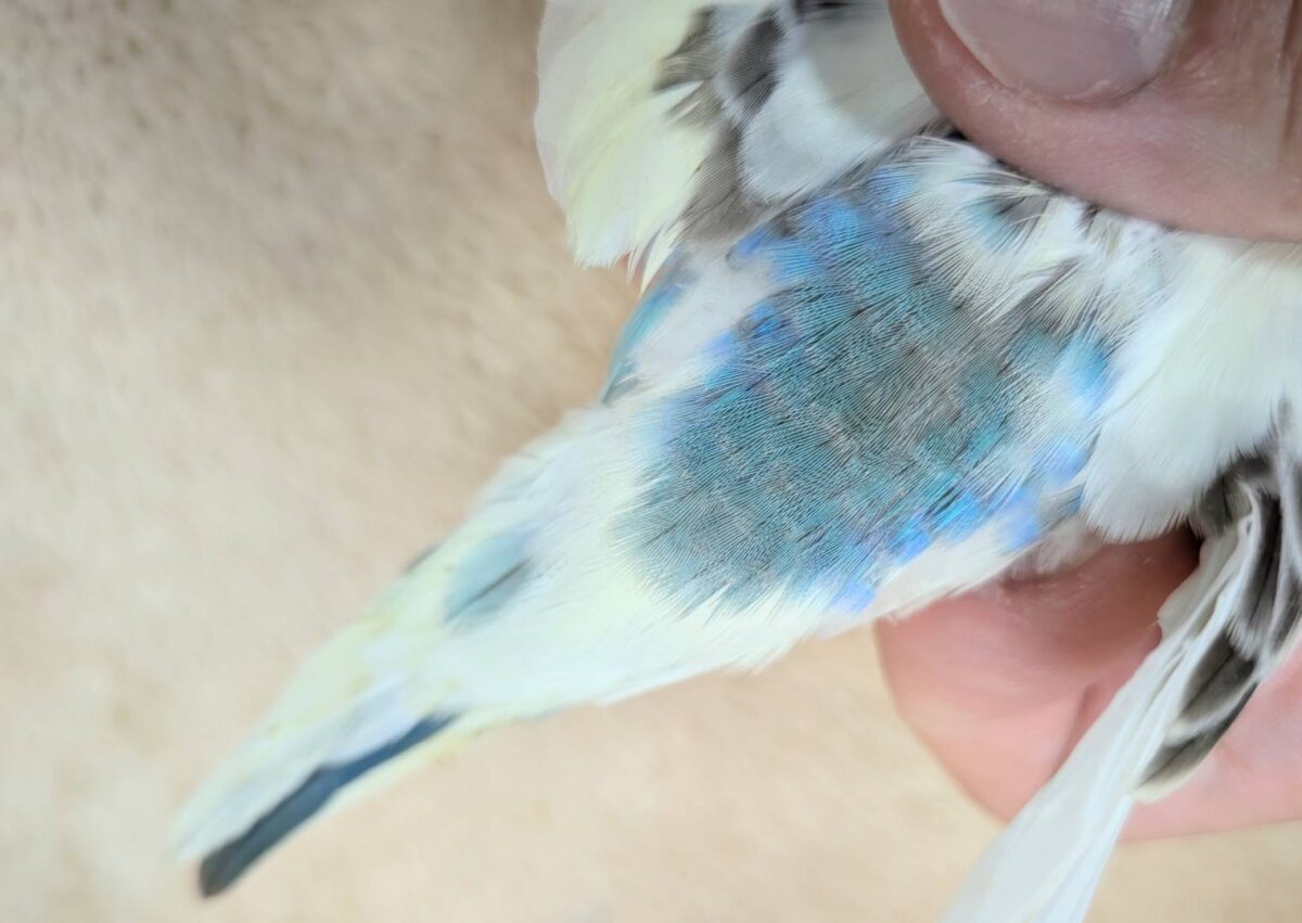 【最新画像】好奇心いっぱいのキラキラおめめ🐣💫セキセイインコ(クリームハルクイン) ヒナ セキセイインコ