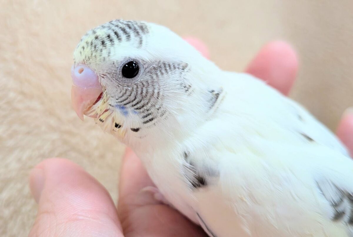 【最新画像】好奇心いっぱいのキラキラおめめ🐣💫セキセイインコ(クリームハルクイン) ヒナ セキセイインコ