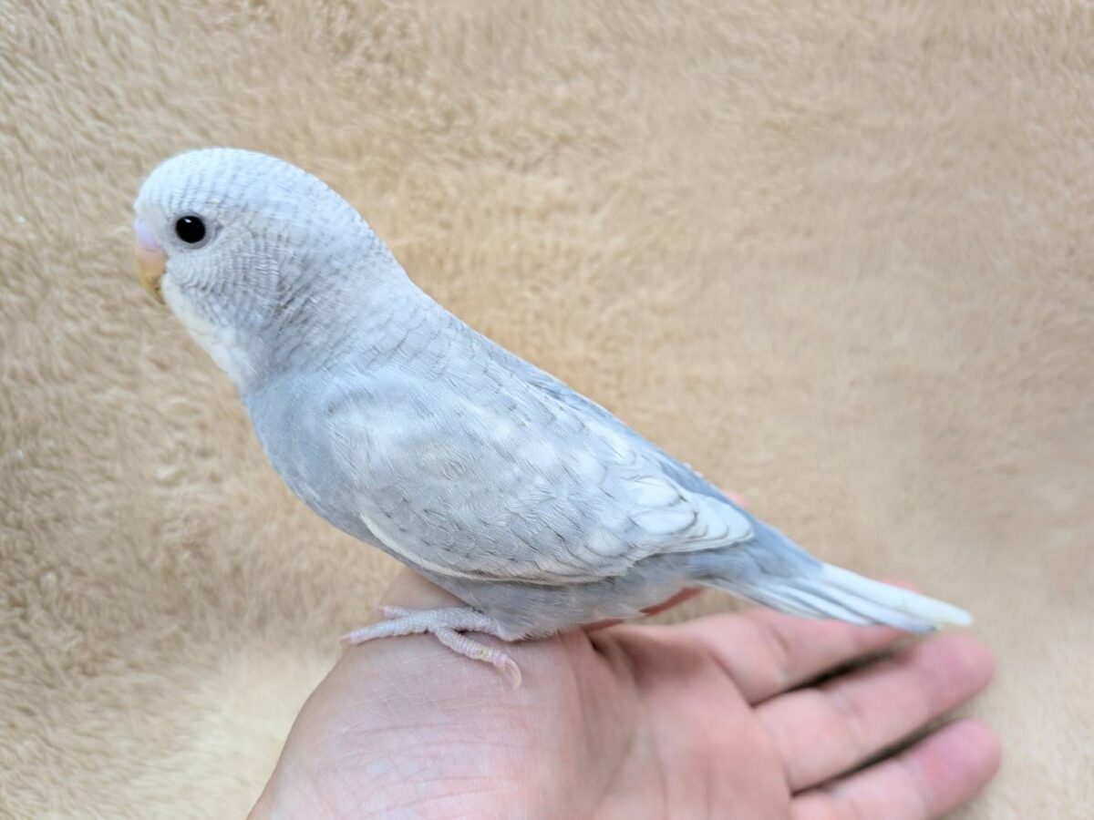 【最新画像】背筋ピーン!と伸ばしてます♬*°セキセイインコ(グレースパングル) セキセイインコ