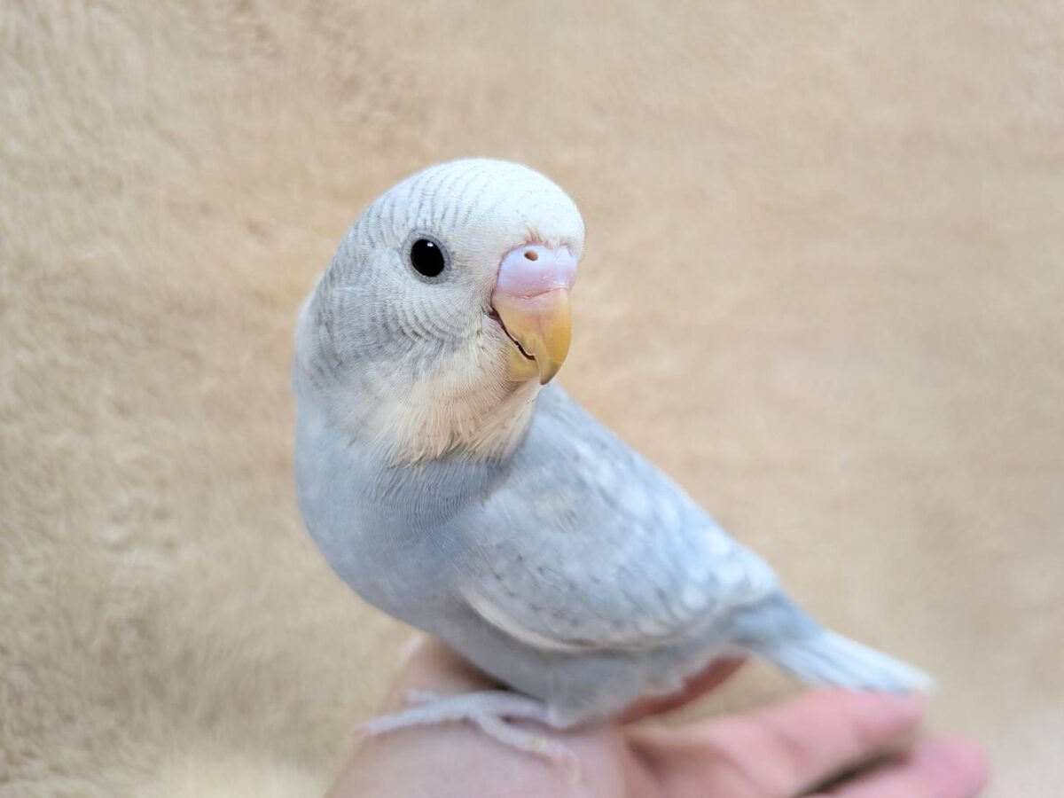 【最新画像】背筋ピーン!と伸ばしてます♬*°セキセイインコ(グレースパングル) セキセイインコ