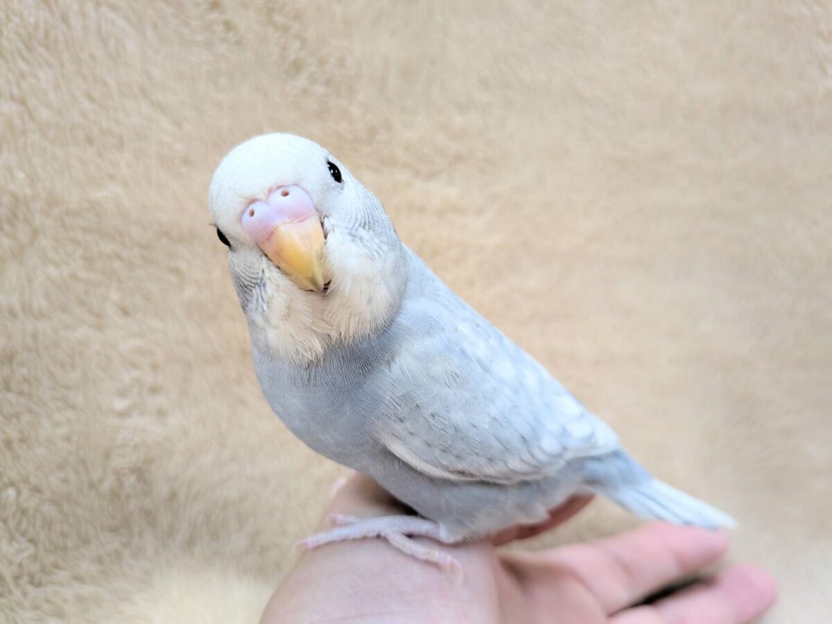 【最新画像】背筋ピーン!と伸ばしてます♬*°セキセイインコ(グレースパングル) セキセイインコ