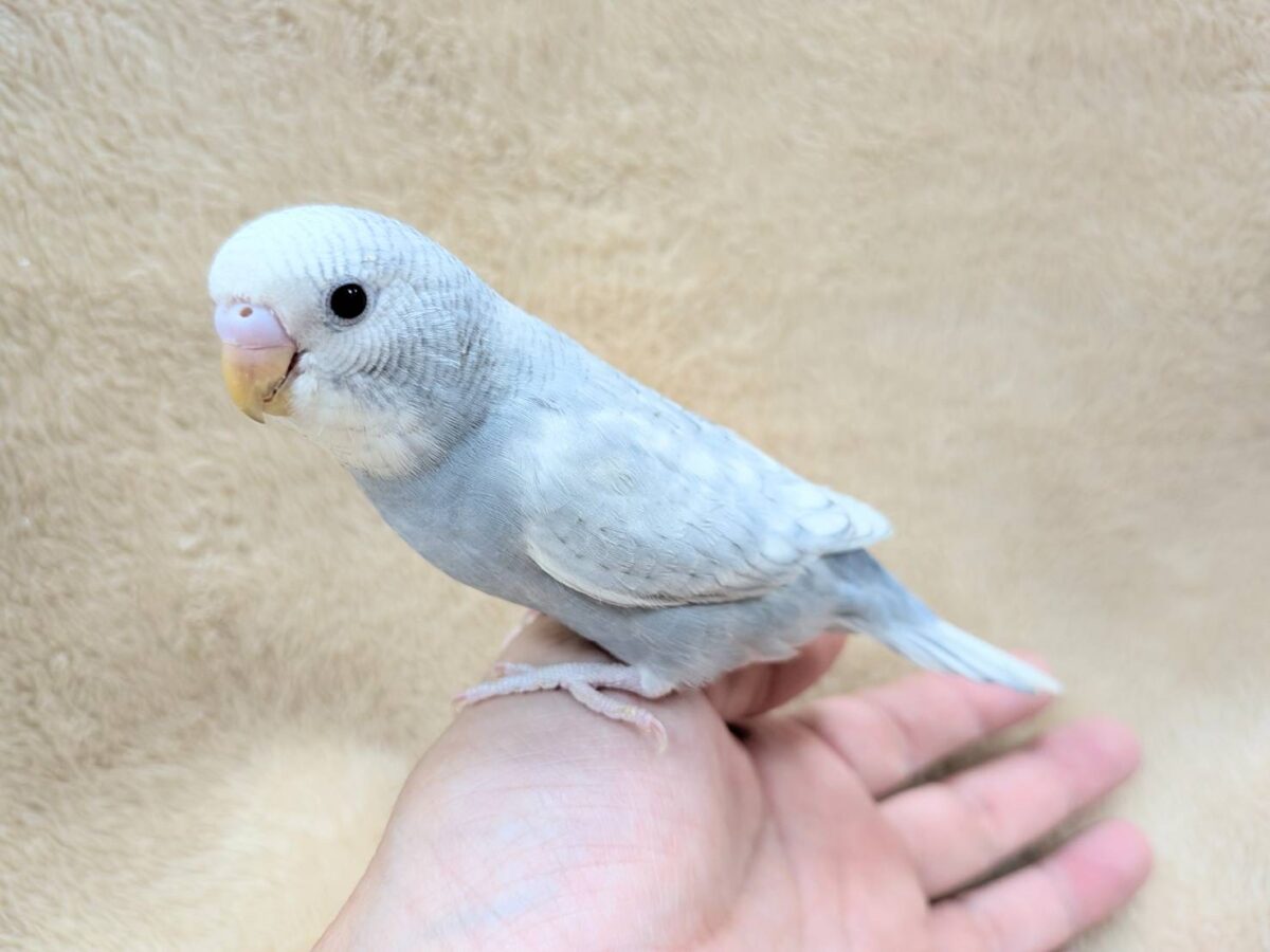 【最新画像】背筋ピーン!と伸ばしてます♬*°セキセイインコ(グレースパングル) セキセイインコ