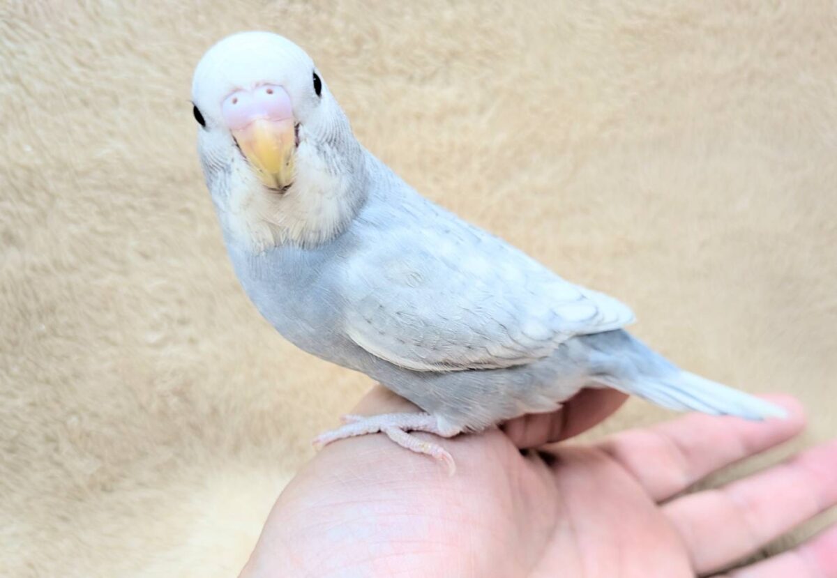 【最新画像】背筋ピーン!と伸ばしてます♬*°セキセイインコ(グレースパングル) セキセイインコ