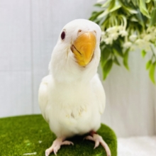 ふわっとクリーム💛まるまる成長中！！コザクラインコ⭐️