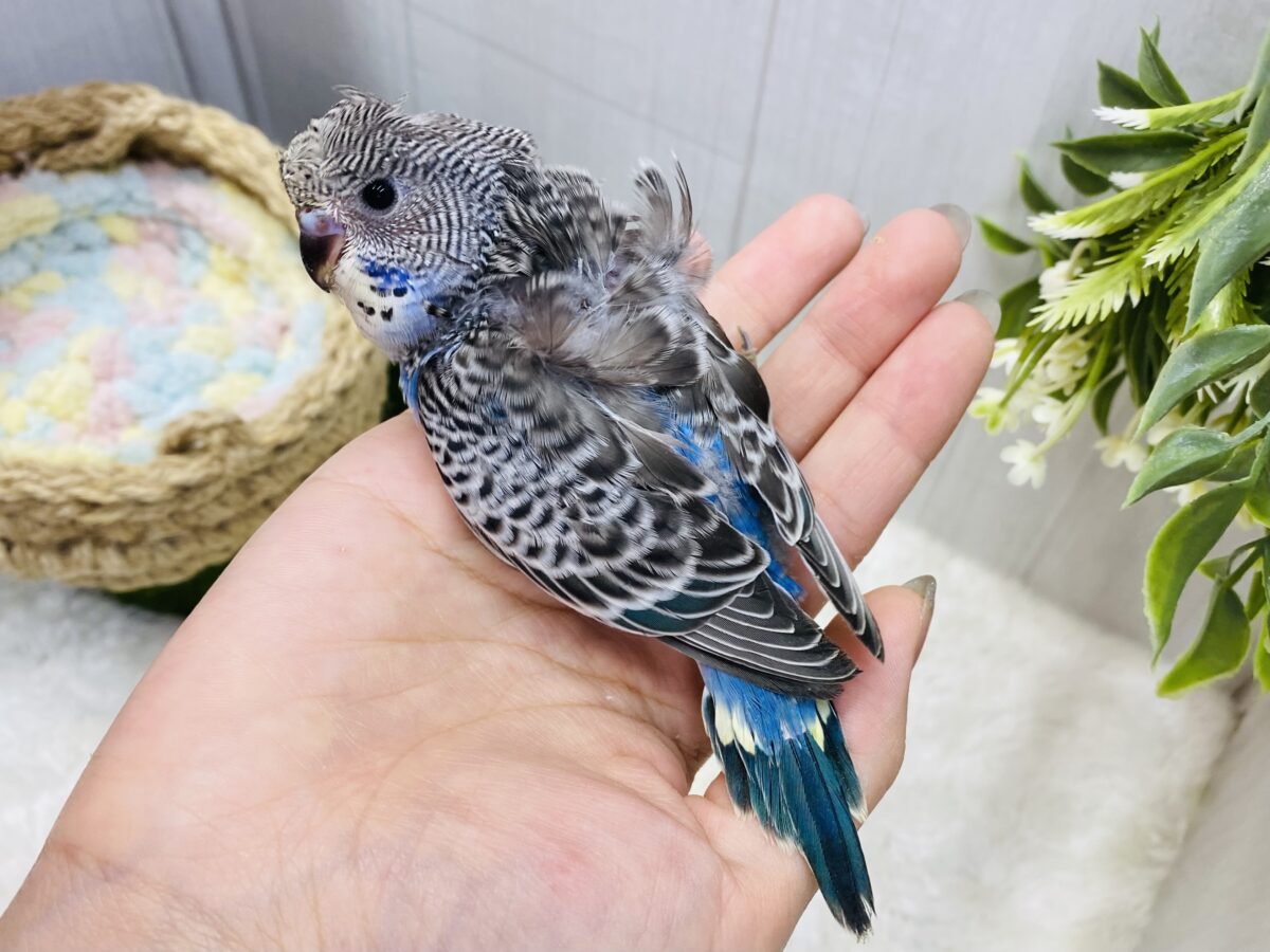 最新画像有ります🌟クルっとオシャレさん💓セキセイインコノーマルカラー‼️ セキセイインコ