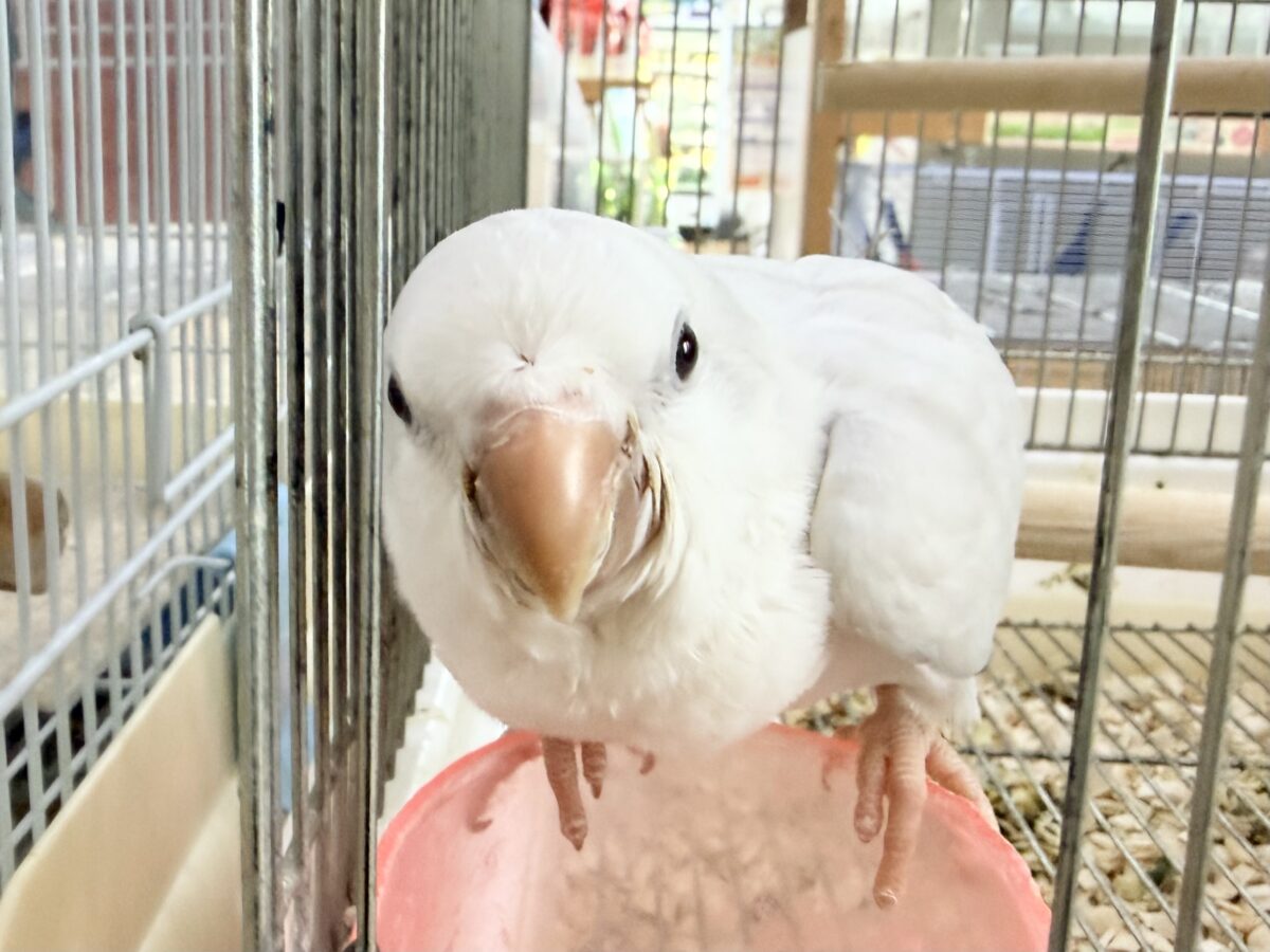 オキナインコ