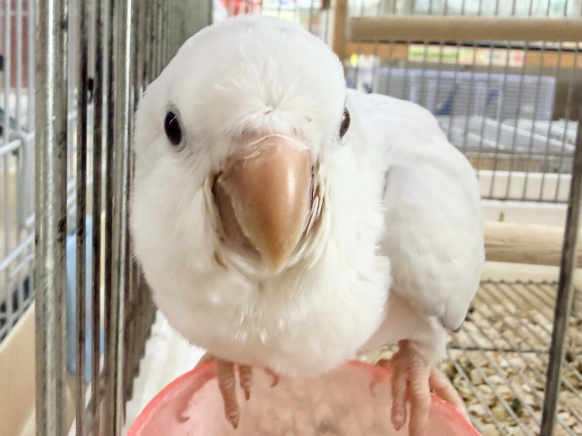 オキナインコ