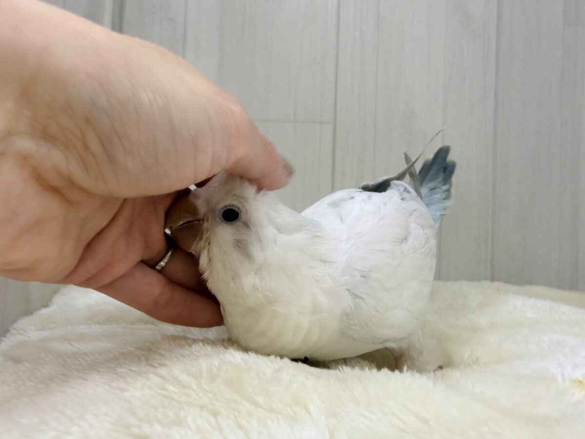 オキナインコ