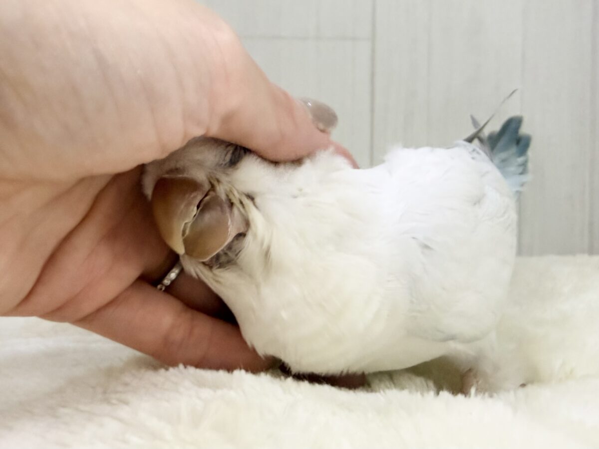 オキナインコ