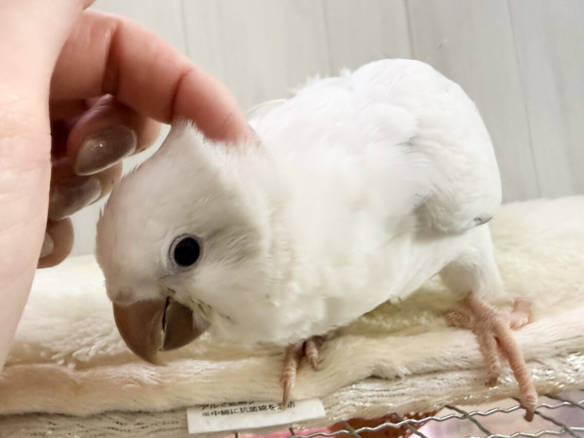 オキナインコ