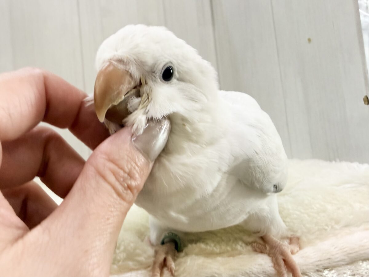 最新画像更新💕キラキラ✨美しいグラデーションのドレス👗オキナインコ(ブルーパリドオパーリン )の雛入舎しました♡ オキナインコ