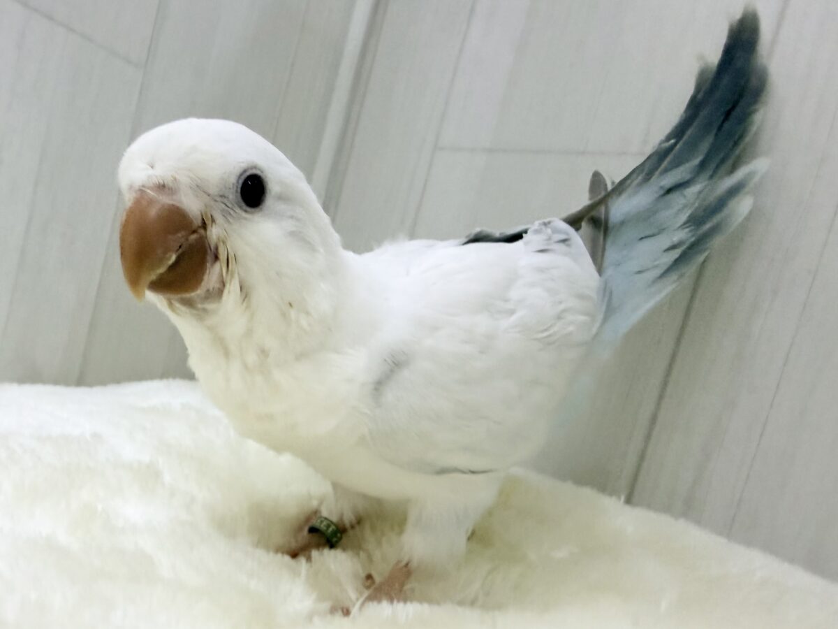 オキナインコ