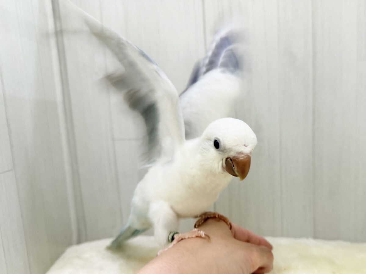 最新画像更新💕キラキラ✨美しいグラデーションのドレス👗オキナインコ(ブルーパリドオパーリン )の雛入舎しました♡ オキナインコ