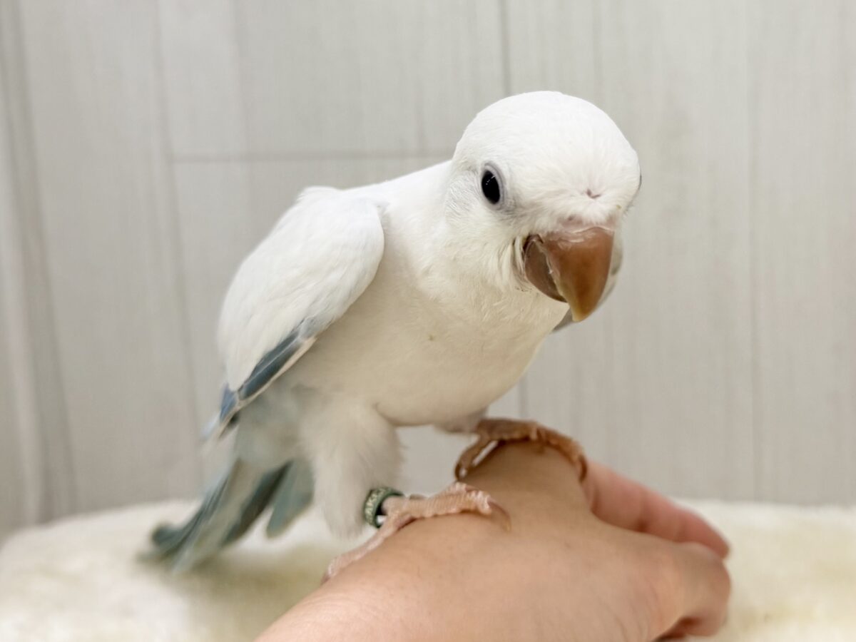最新画像更新💕キラキラ✨美しいグラデーションのドレス👗オキナインコ(ブルーパリドオパーリン )の雛入舎しました♡ オキナインコ