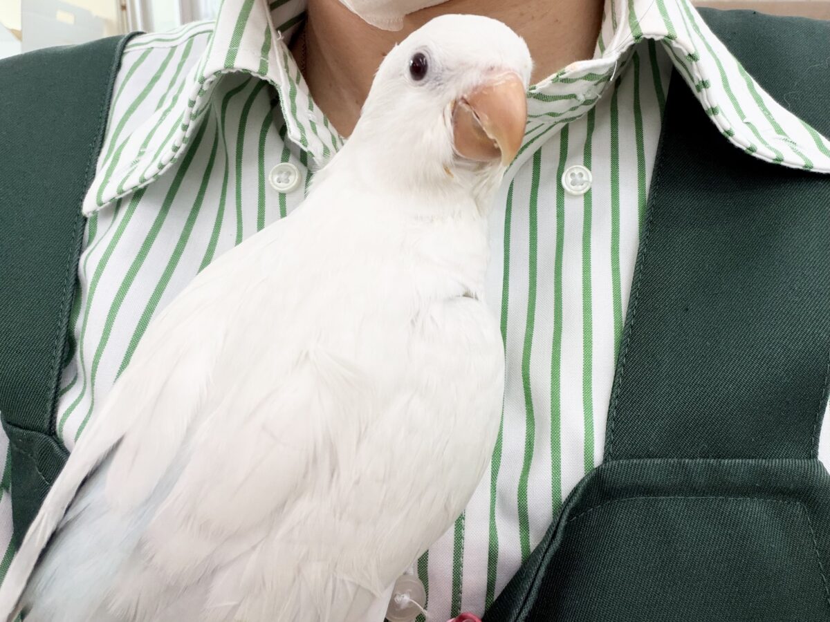 オキナインコ