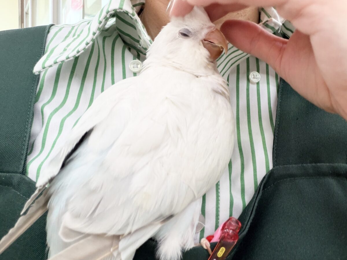 最新画像更新💕キラキラ✨美しいグラデーションのドレス👗オキナインコ(ブルーパリドオパーリン )の雛入舎しました♡ オキナインコ