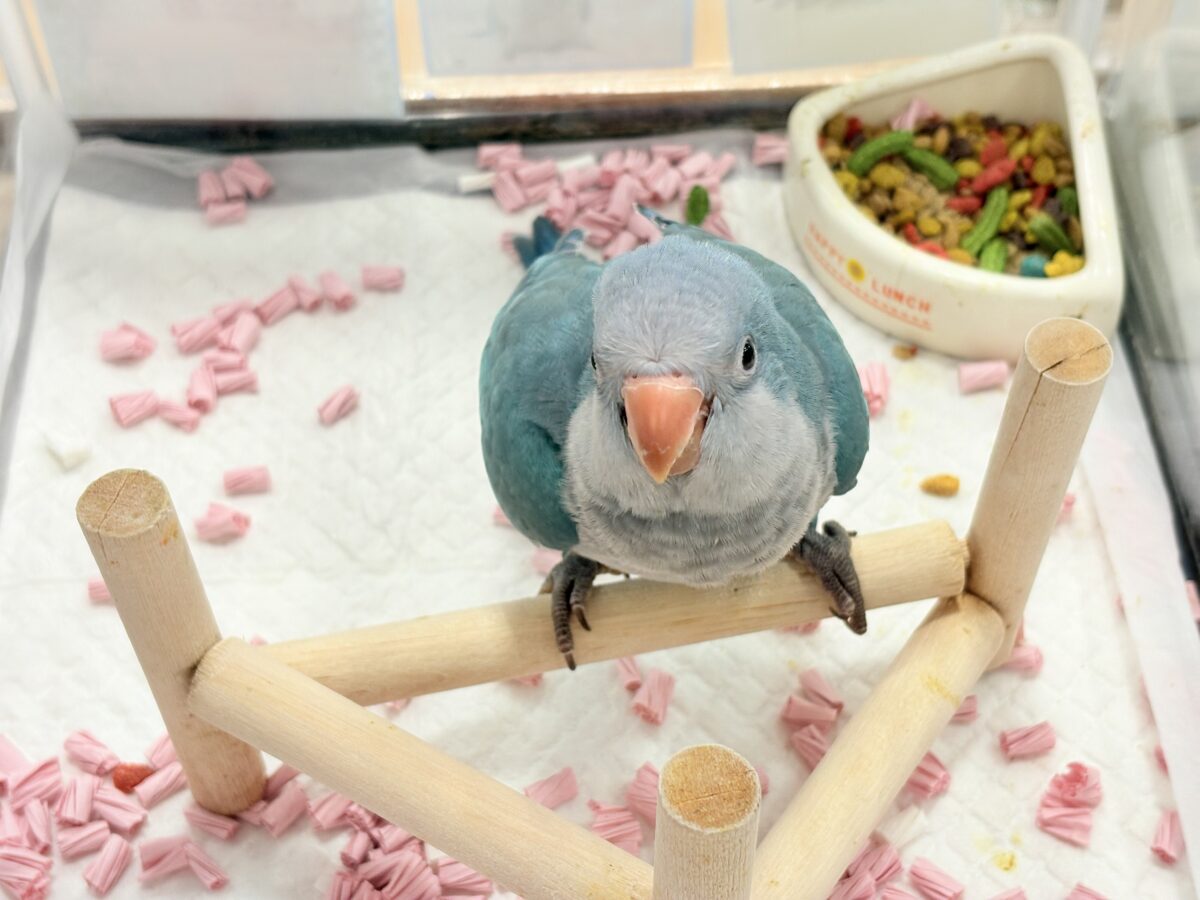 【最新画像更新🪄】これからの未来がわくわくっ♬*°オキナインコ(ブルー) ヒナ オキナインコ