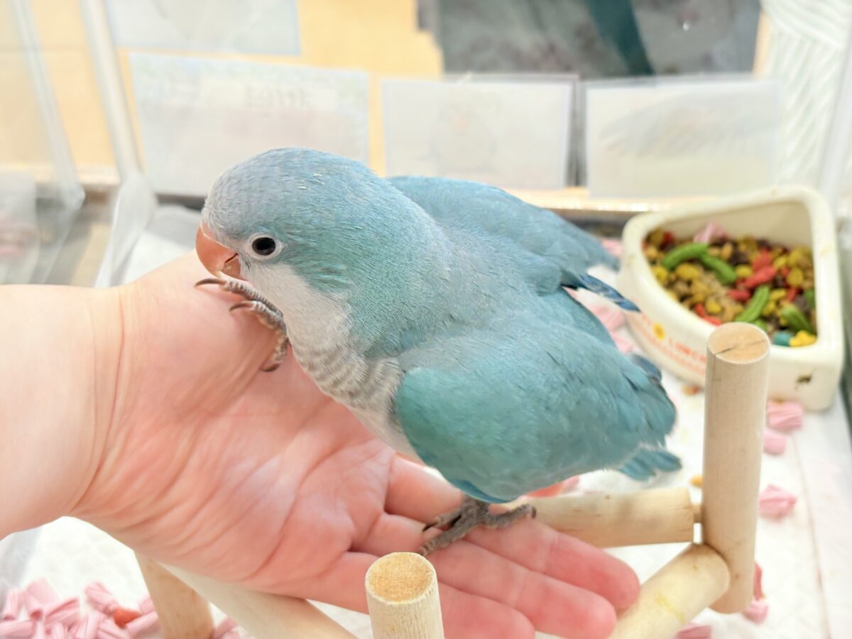 【最新画像更新🪄】これからの未来がわくわくっ♬*°オキナインコ(ブルー) ヒナ オキナインコ