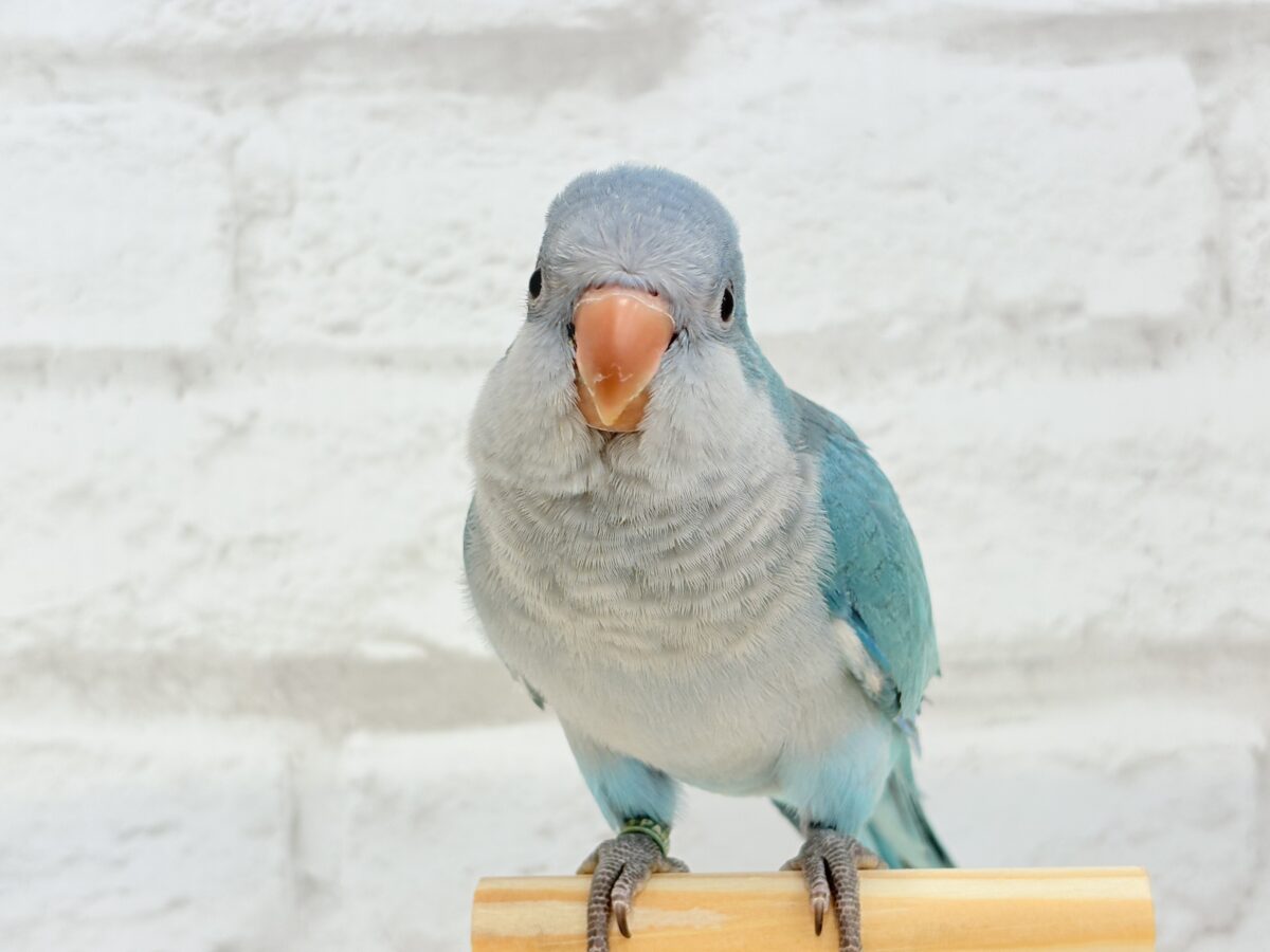 【最新画像更新🪄】これからの未来がわくわくっ♬*°オキナインコ(ブルー) ヒナ オキナインコ
