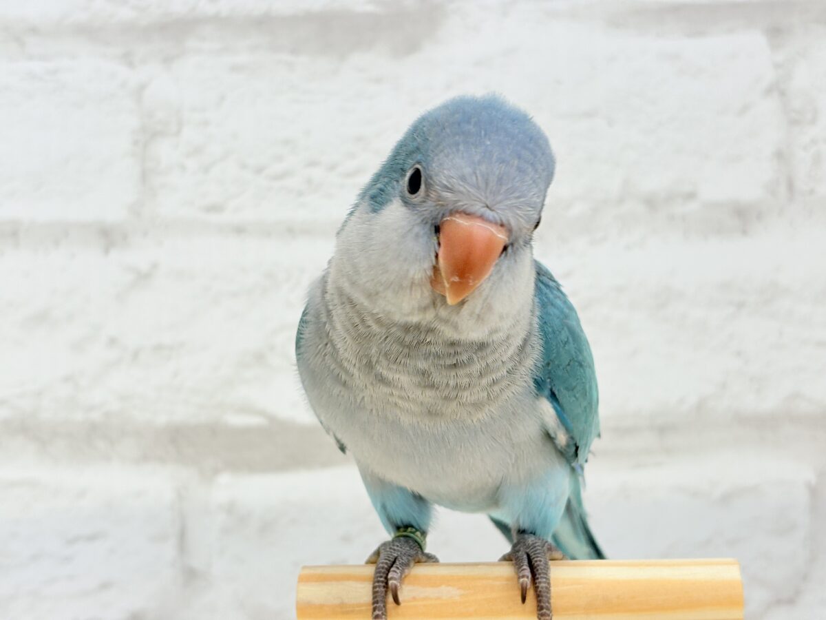 【最新画像更新🪄】これからの未来がわくわくっ♬*°オキナインコ(ブルー) ヒナ オキナインコ
