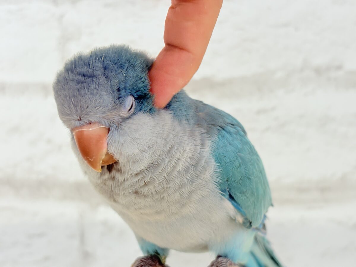 【最新画像更新🪄】これからの未来がわくわくっ♬*°オキナインコ(ブルー) ヒナ オキナインコ