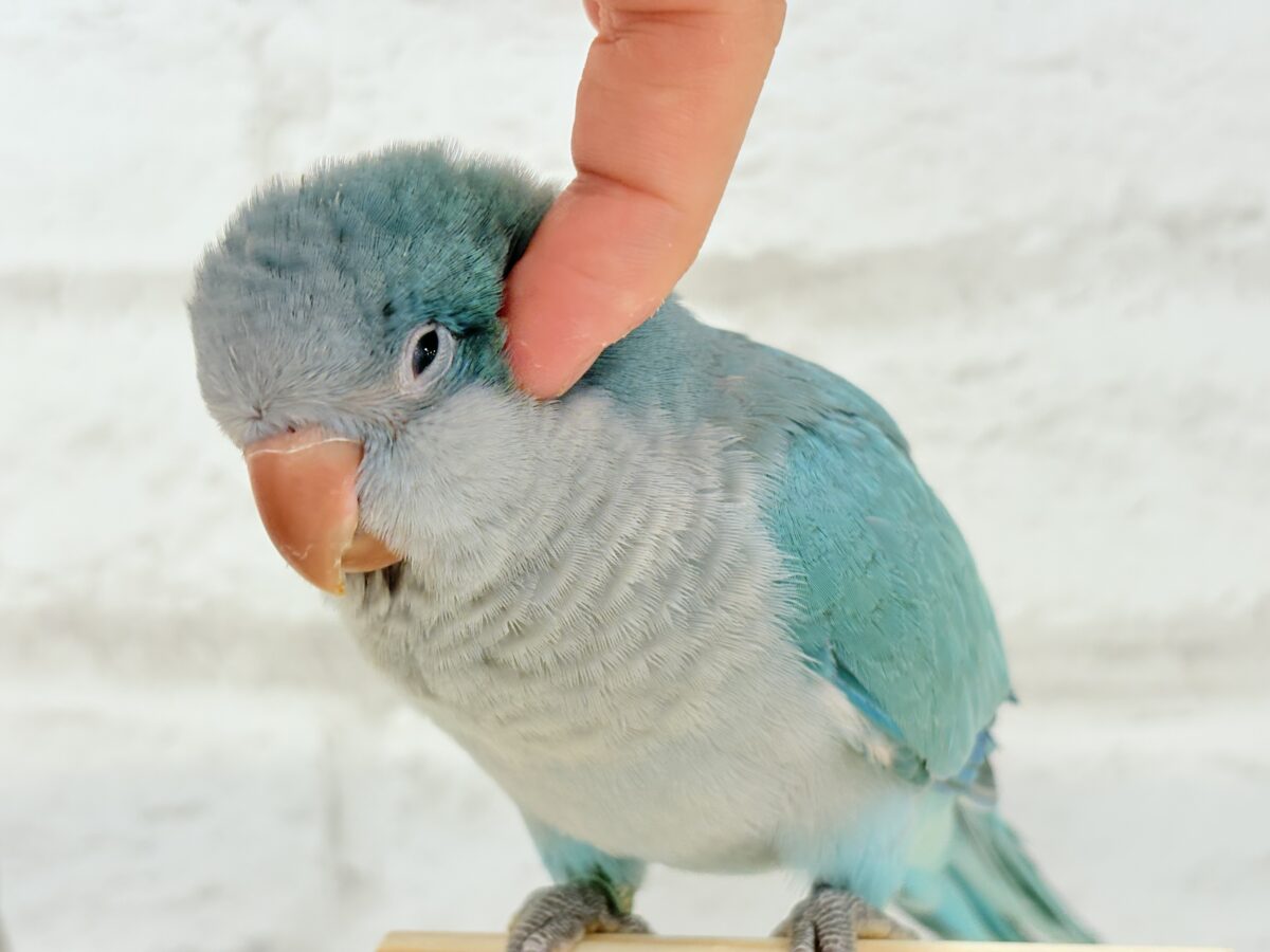 【最新画像更新🪄】これからの未来がわくわくっ♬*°オキナインコ(ブルー) ヒナ オキナインコ