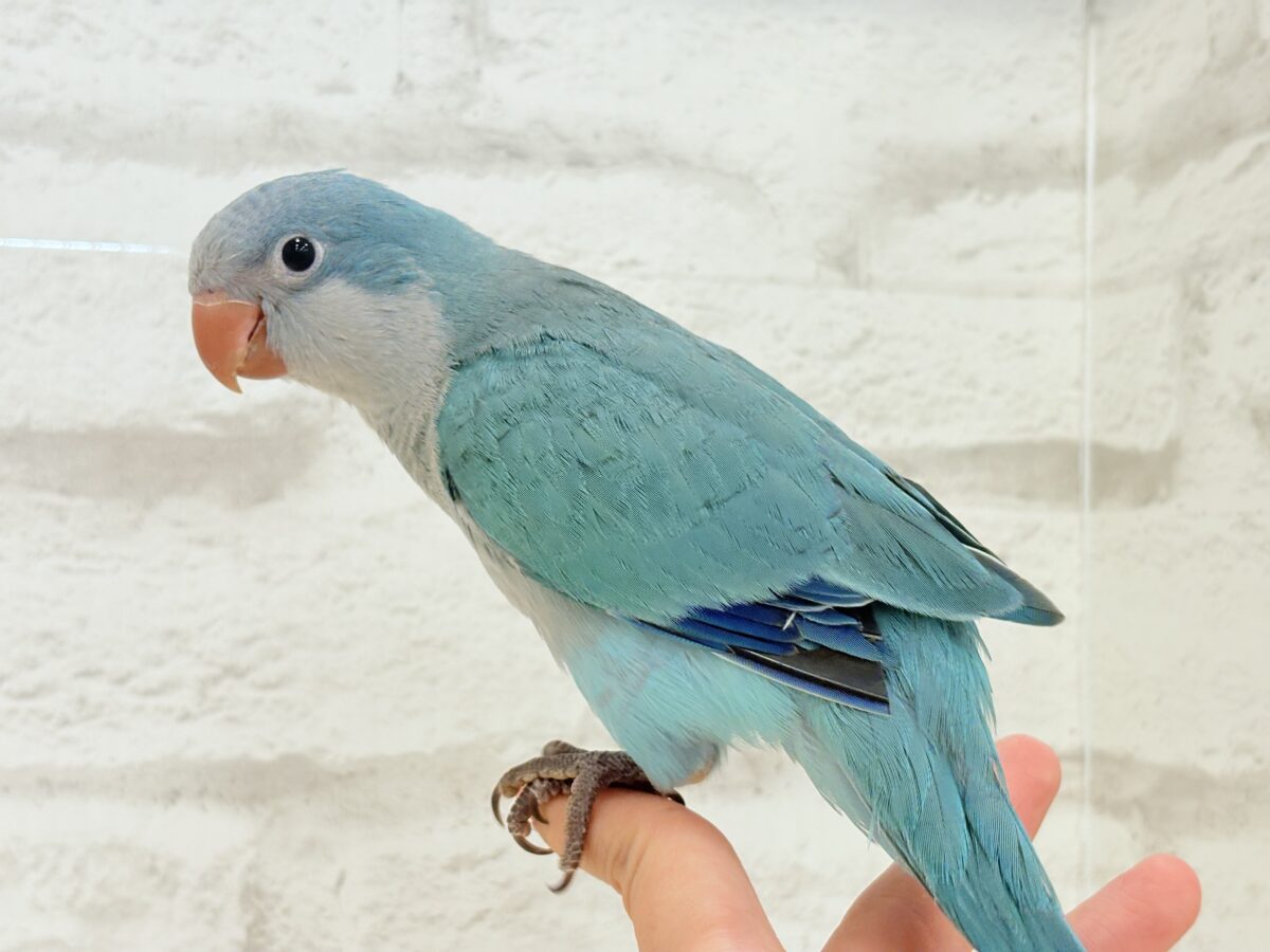 【最新画像更新🪄】これからの未来がわくわくっ♬*°オキナインコ(ブルー) ヒナ オキナインコ