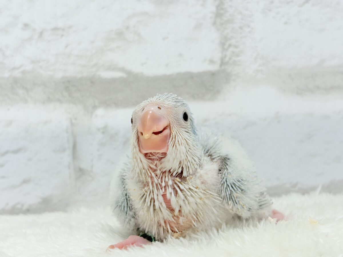 オキナインコ