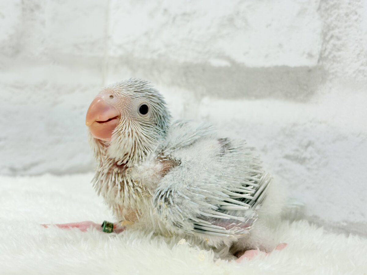 【 緊急!延長決定!】鳥好きさん集まれ〜っ🐥🪅💫中型インコ祭🏮🎉 説明画像です