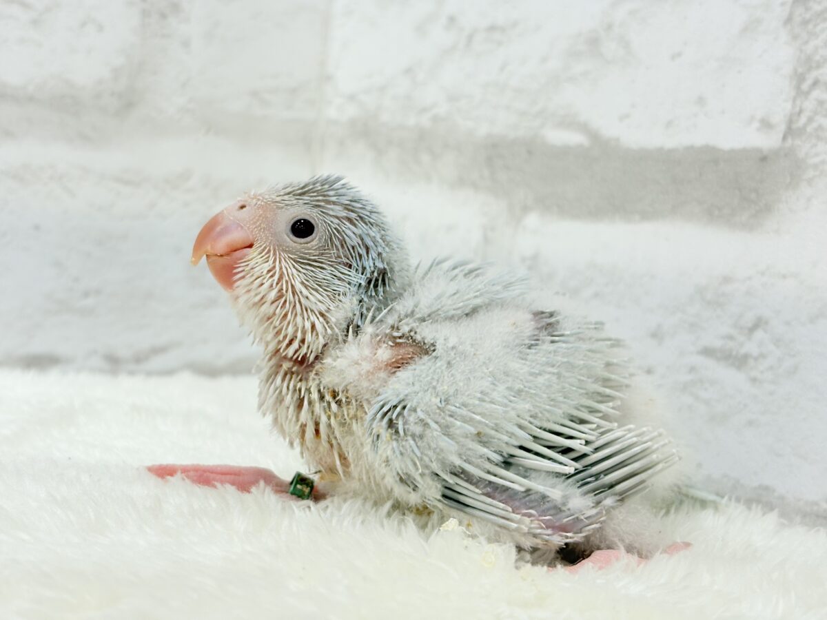 オキナインコ