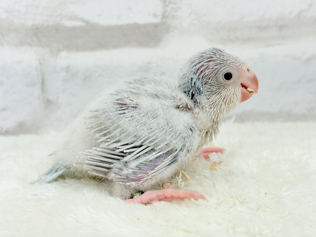 オキナインコ