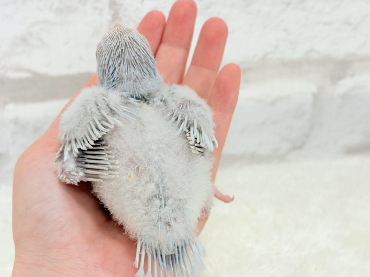 オキナインコ
