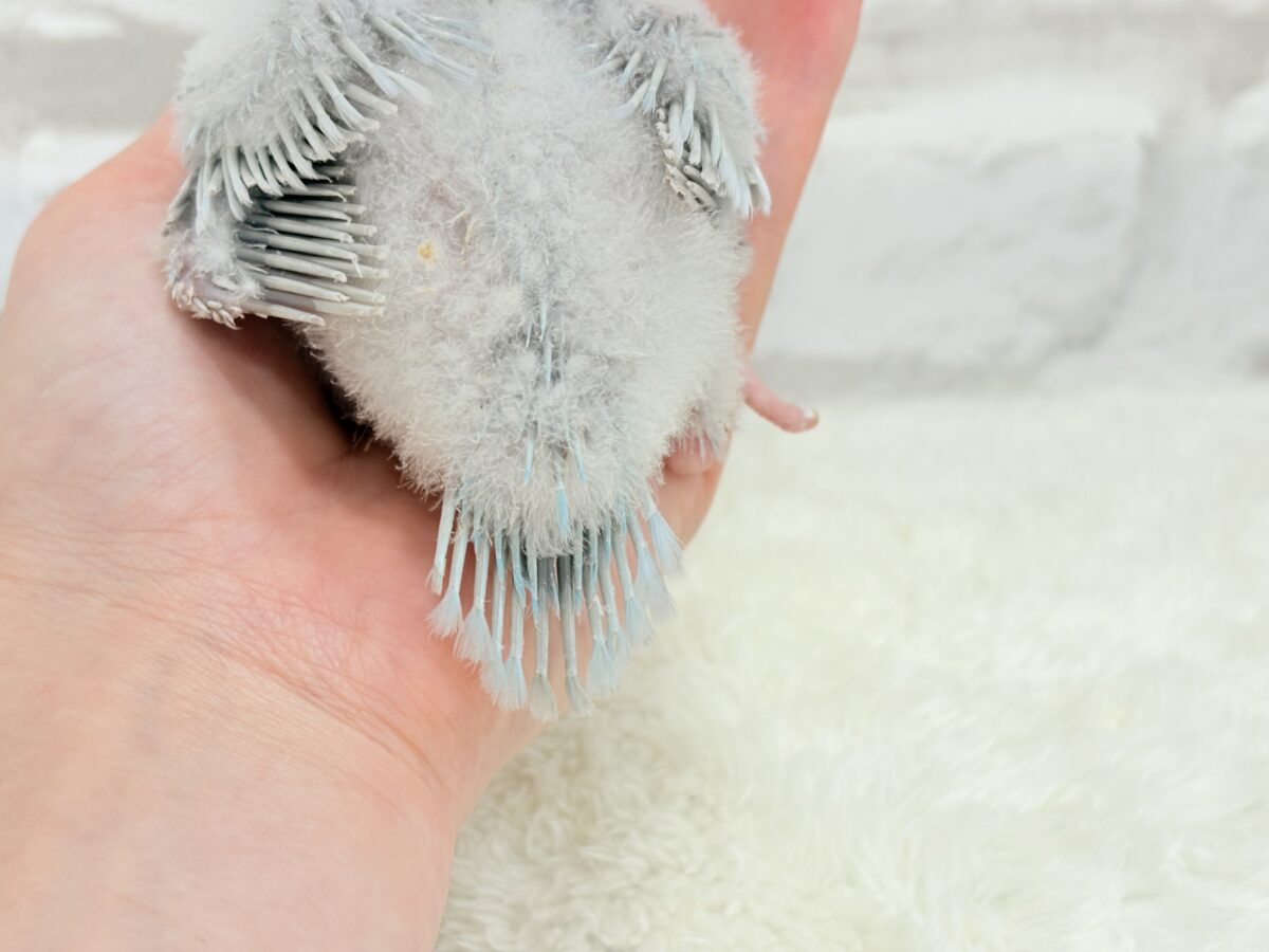 オキナインコ