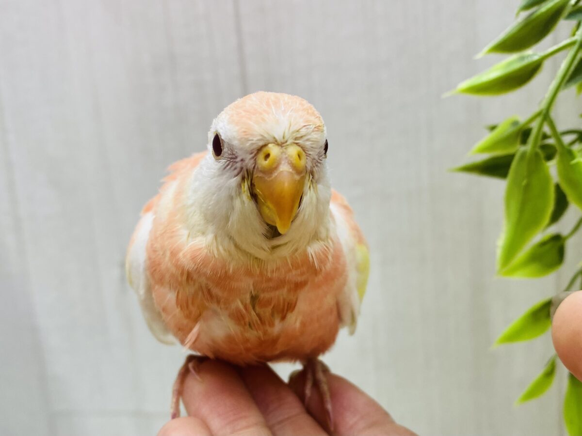 アキクサインコ（秋草インコ）