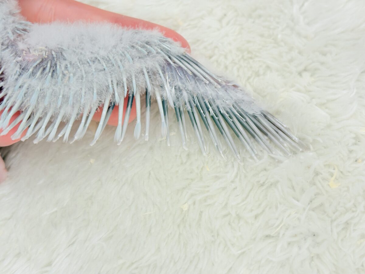 オキナインコ