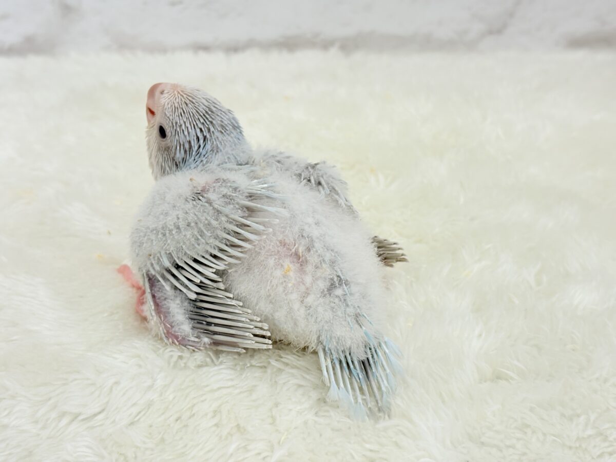 オキナインコ