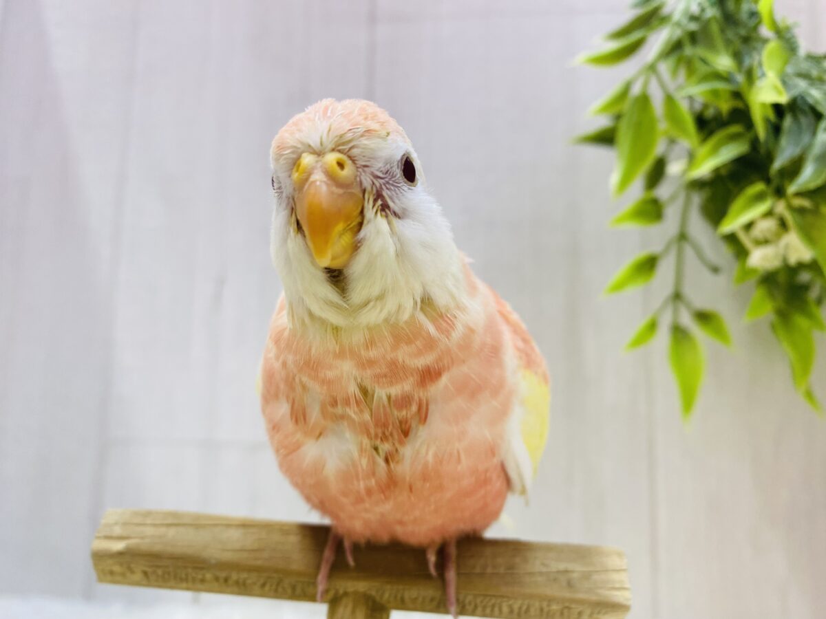 アキクサインコ（秋草インコ）