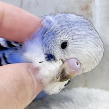 【🆙最新画像あり‼️】深いブルーが魅力です💙💙　セキセイインコ（ブルーオパーリン）