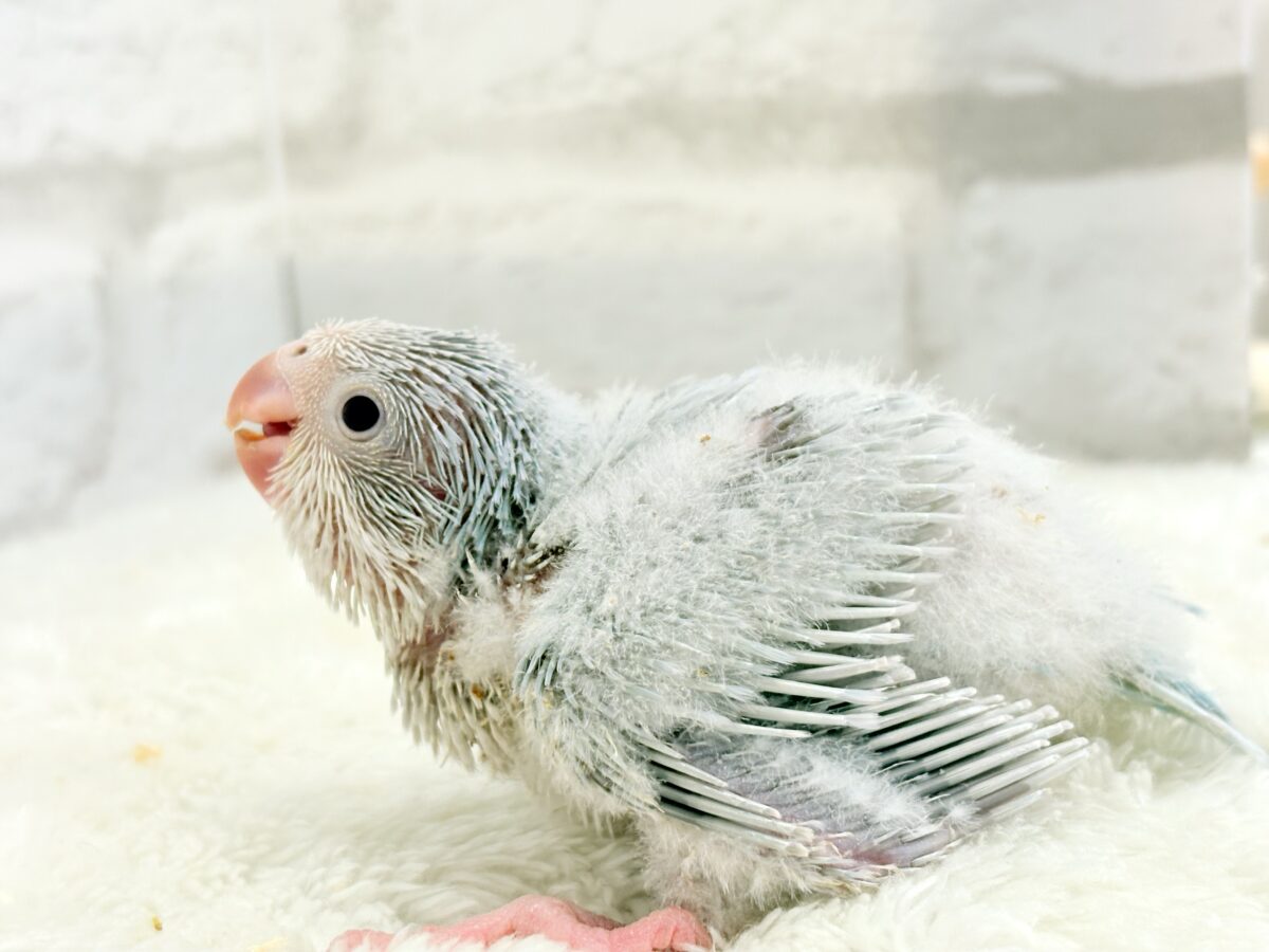 オキナインコ