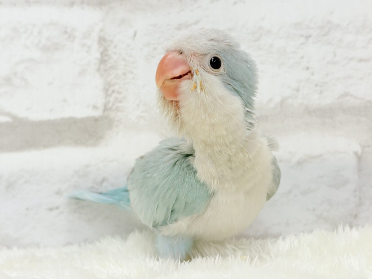 【動画更新🪄】くりくりおめめのプリティーフェイス🐥💖オキナインコ(ブルーパリド) ヒナ オキナインコ