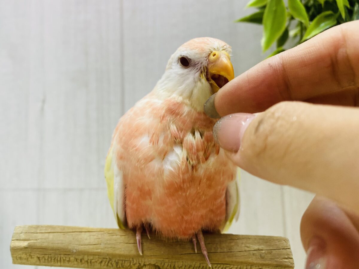 アキクサインコ（秋草インコ）