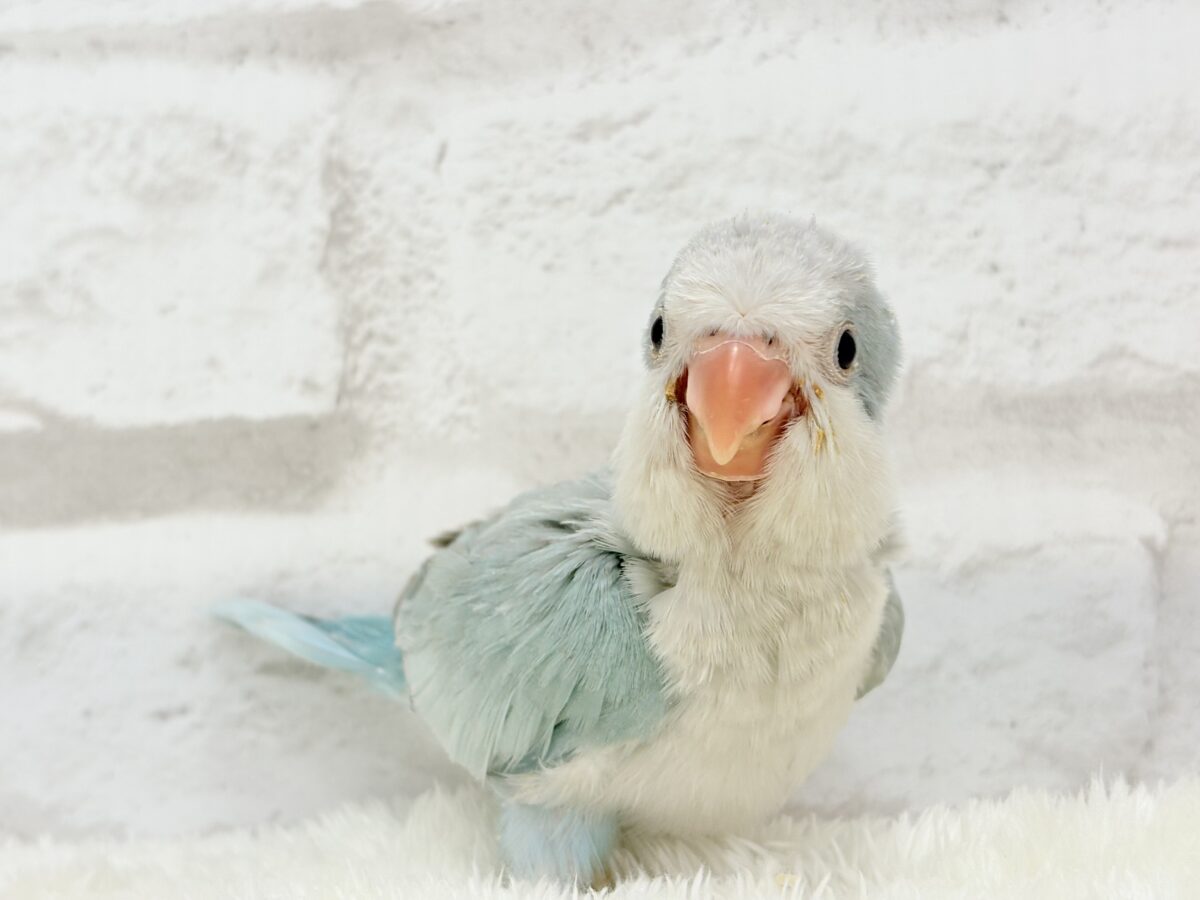【動画更新🪄】くりくりおめめのプリティーフェイス🐥💖オキナインコ(ブルーパリド) ヒナ オキナインコ