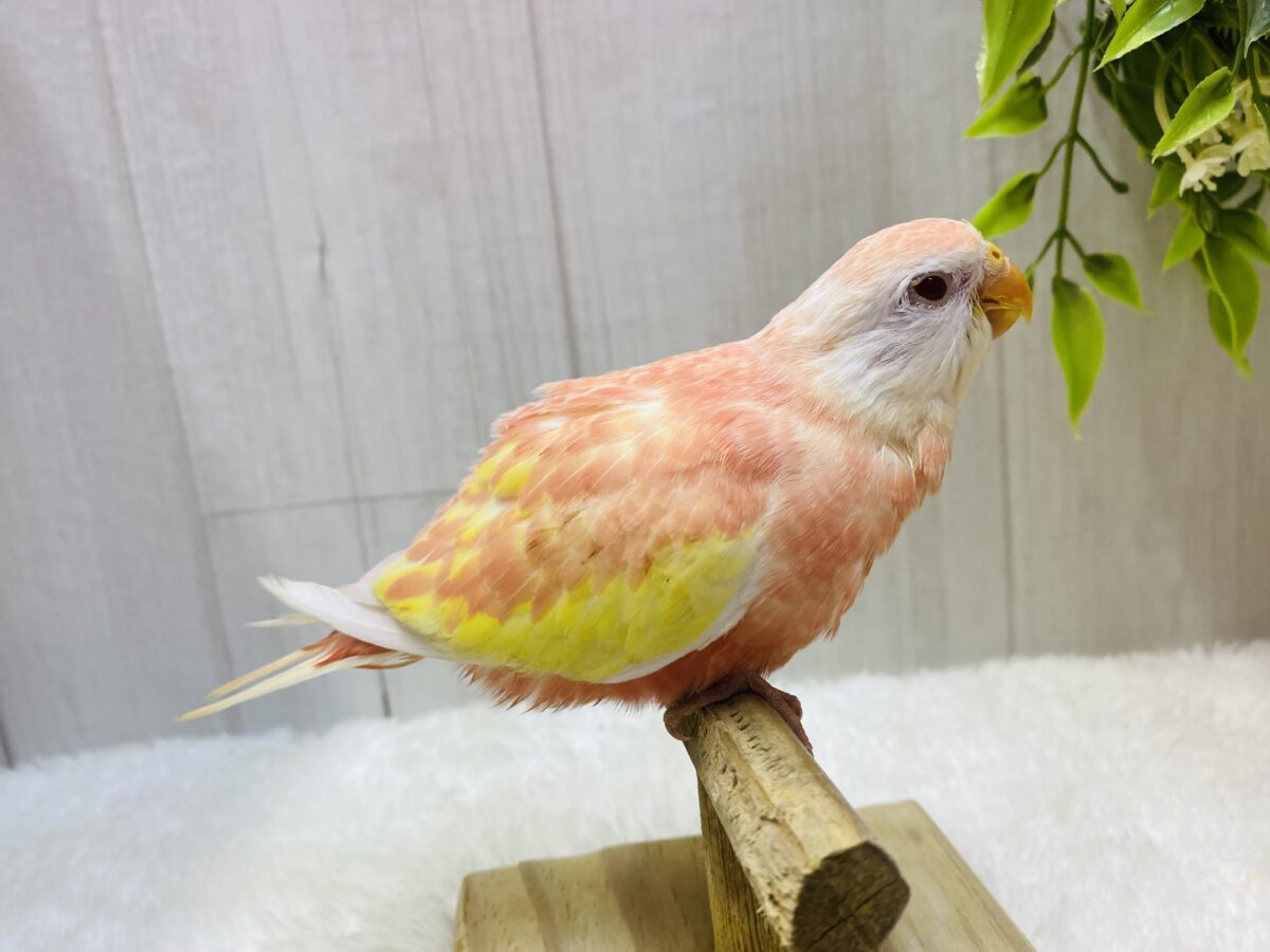 アキクサインコ（秋草インコ）
