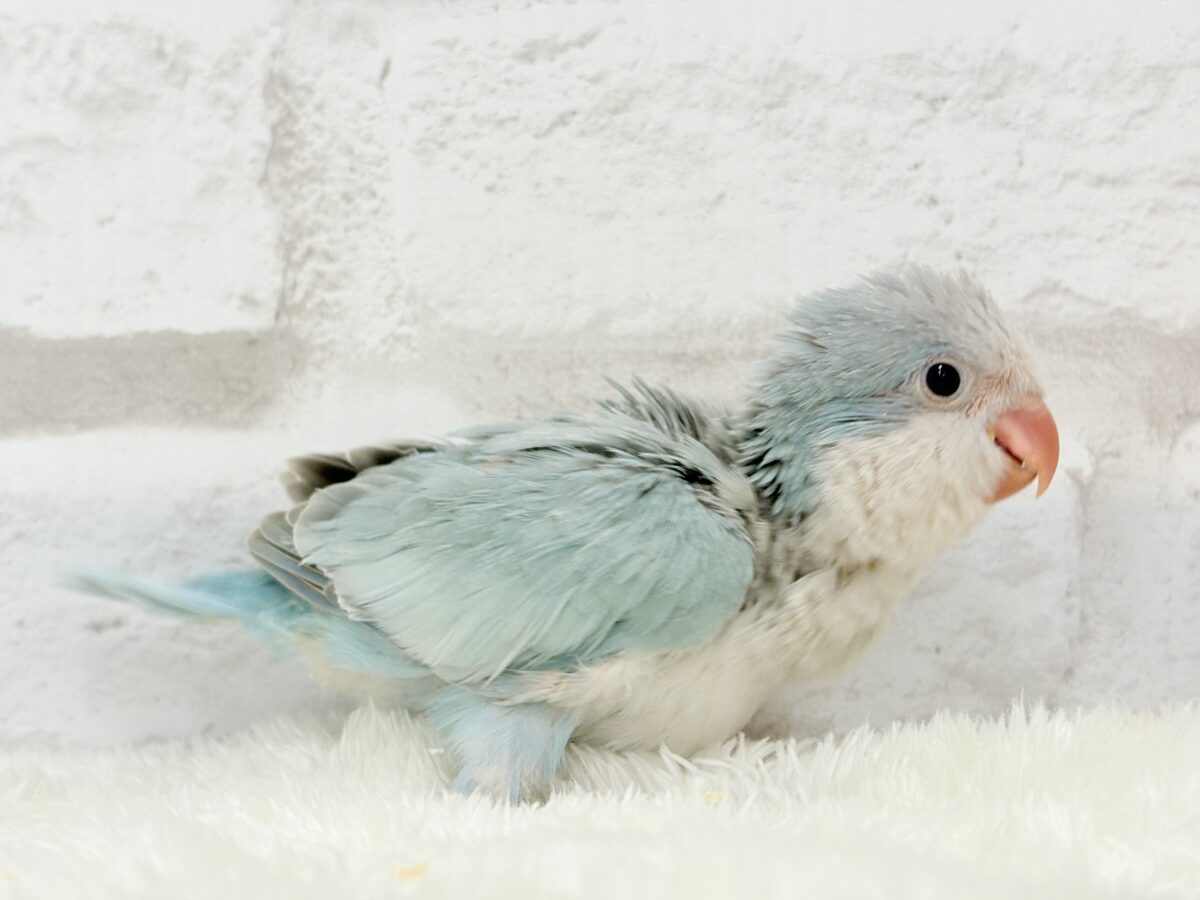 オキナインコ