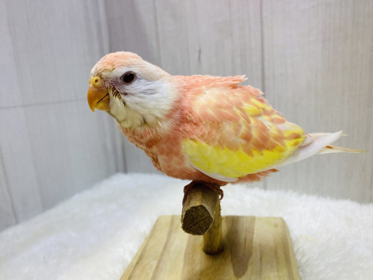 アキクサインコ（秋草インコ）