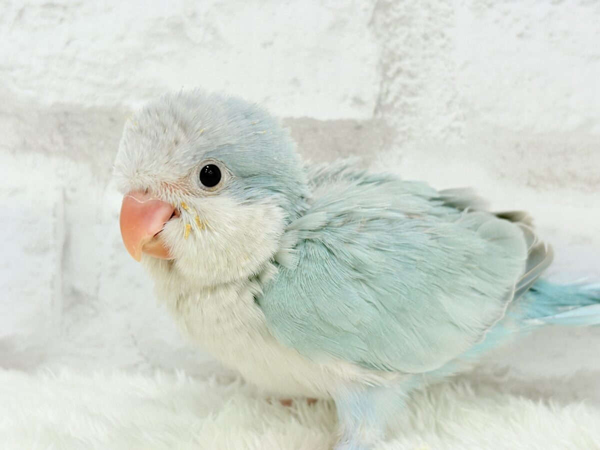 【動画更新🪄】くりくりおめめのプリティーフェイス🐥💖オキナインコ(ブルーパリド) ヒナ オキナインコ