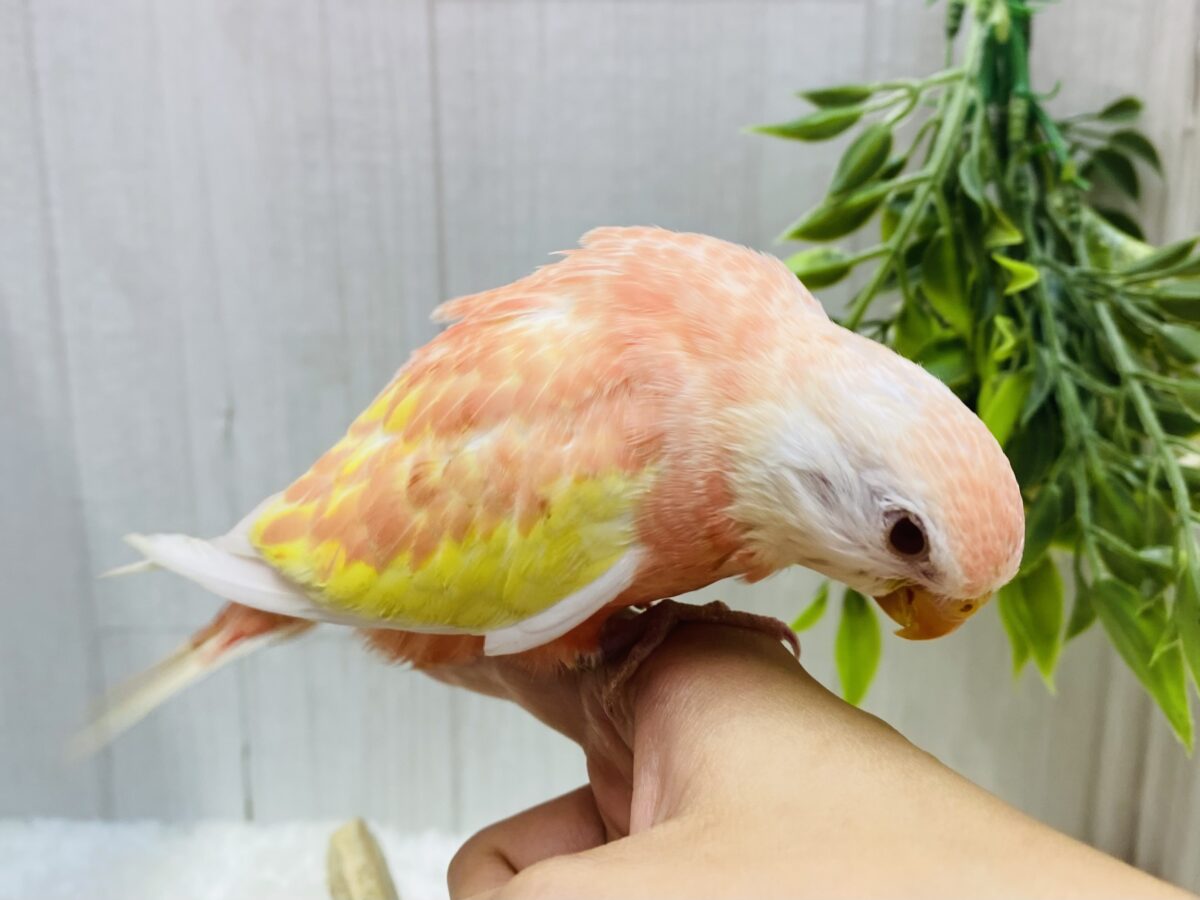 アキクサインコ（秋草インコ）