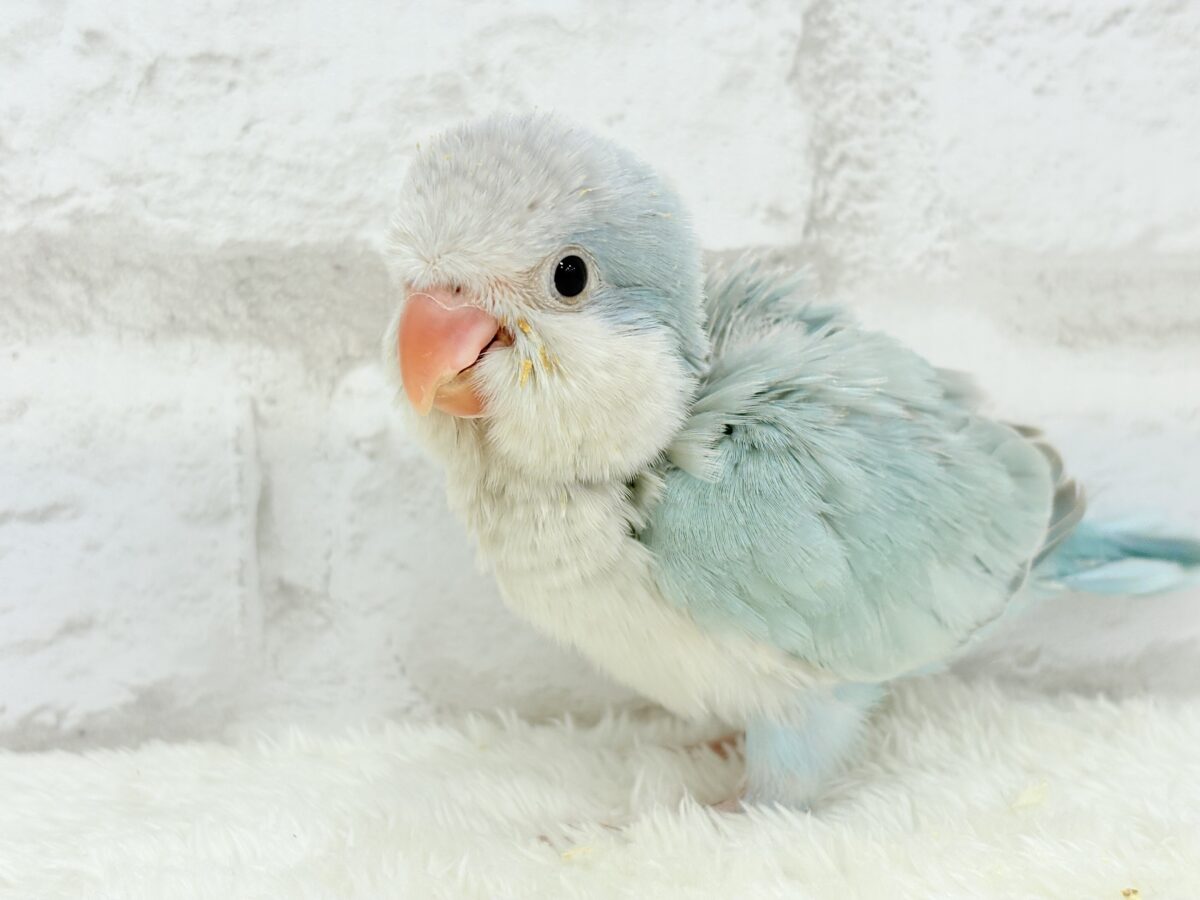 オキナインコ